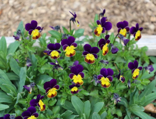 Stiefmütterchen -Viola tricolor