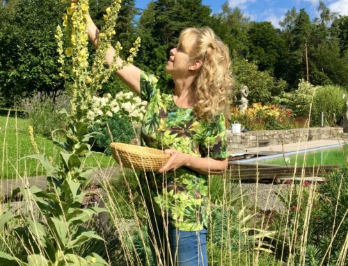 Die großblütige Königskerze -Verbascum densiflorum