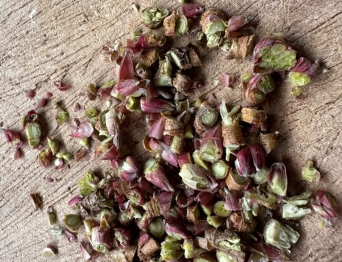 Knospenmedizin- Gemmopräparate